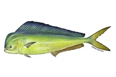 Mahi Mahi