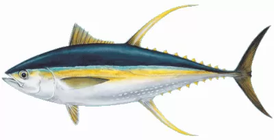 Ahi