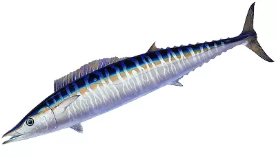 Ono