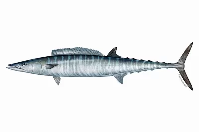 Wahoo