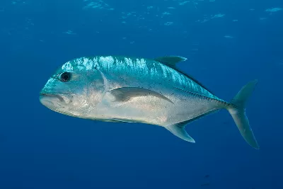 Ulua