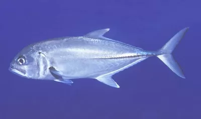Trevally