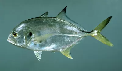 Jack Crevalle