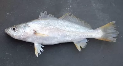 Sand Trout
