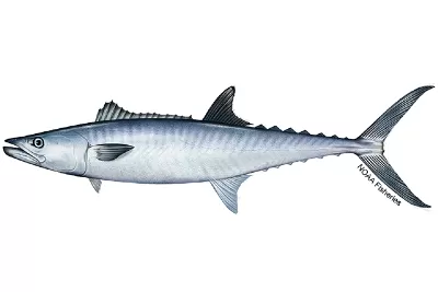 King Mackerel