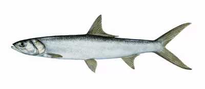 Ladyfish
