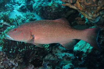 Coral Trout