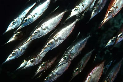 Spanish Sardine