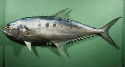 Queenfish