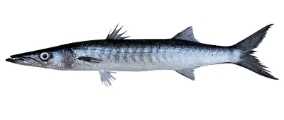 Barracuda