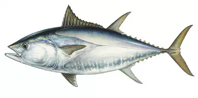 Tuna