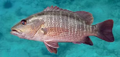 Mangrove Jack