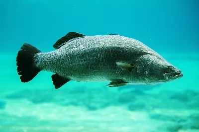 Barramundi
