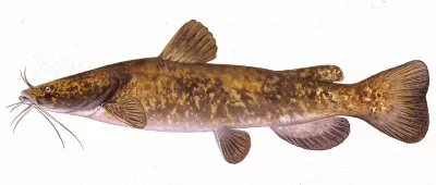 Flathead