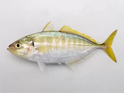 Yellowtail