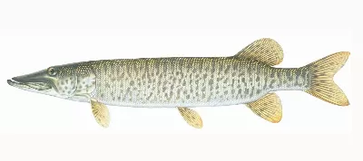 Pike