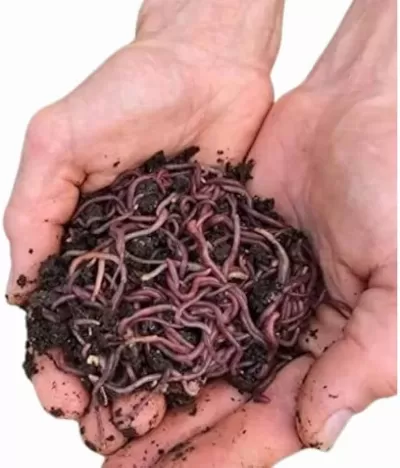 Live Worm