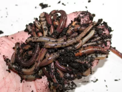 Worms