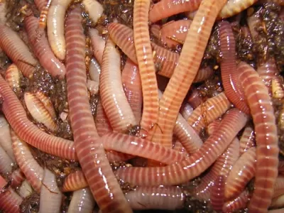 Live Worms Or Nightcrawlers