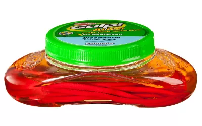 Live Bloodworm