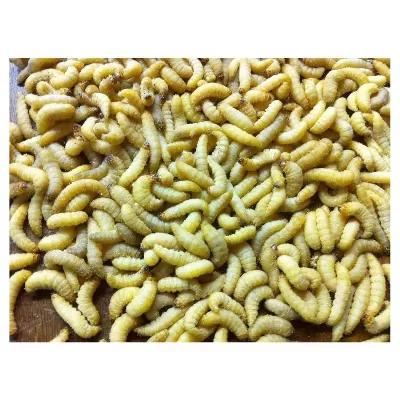 Live Worms