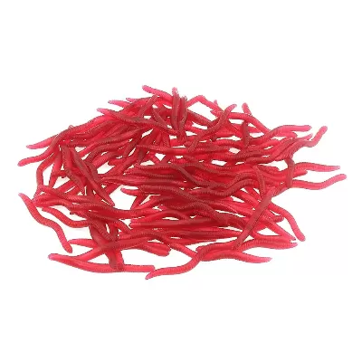 Live Or Artificial Worm Imitation Bait