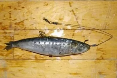 Live Bait Rig With Sardines