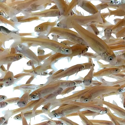 Live Minnow