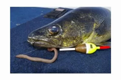 Slip Bobber With Nightcrawler