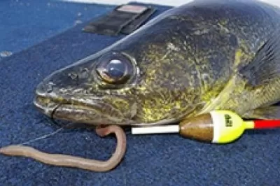 Live Bait Rig With Nightcrawler