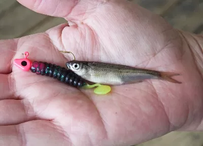 Crappie Minnow