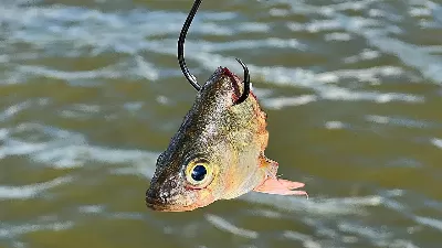 Cut Bait