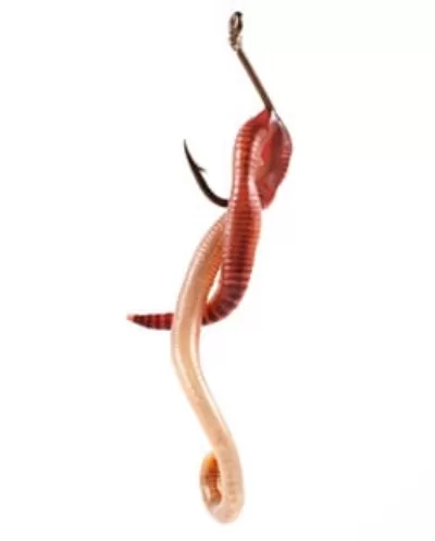 Live Worm Hooked On Small Hook