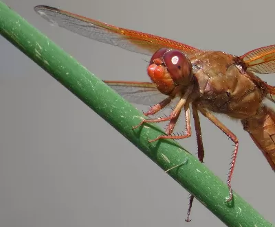 Meadowhawk Micro Spinner