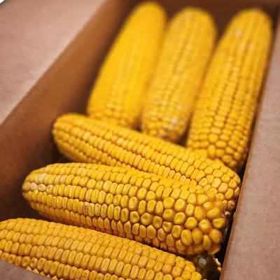 Corn Kernels