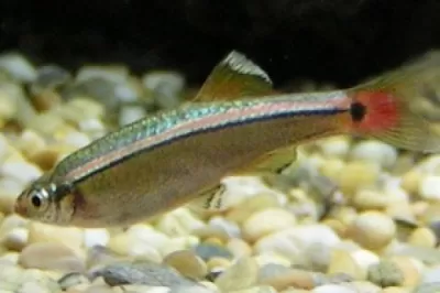 Live Shad